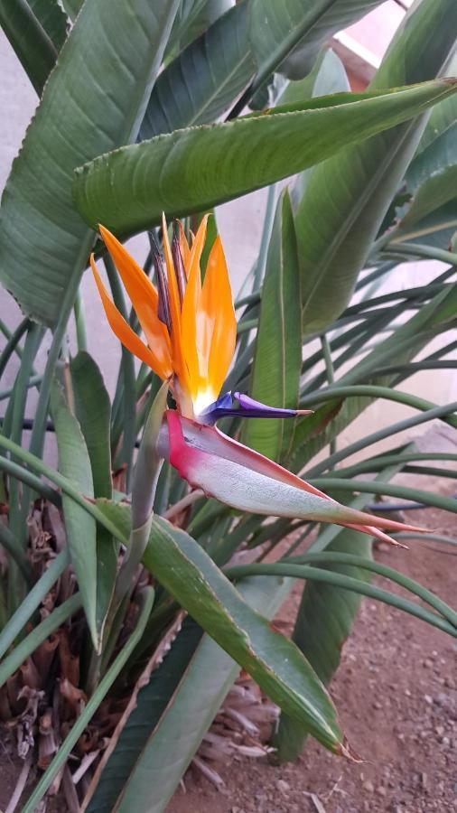 Aparthotel Strelitzia Park San Miguel de Abona Exterior foto